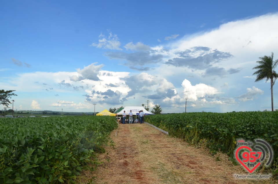 Dia de campo da Coamo Dourados