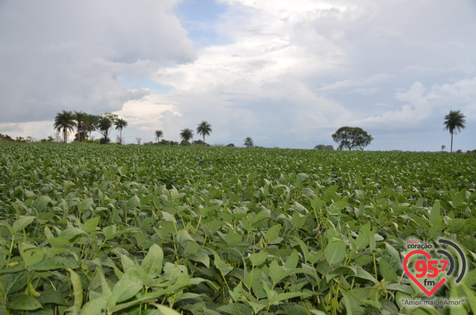 Dia de campo da Coamo Dourados
