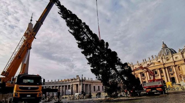 Instalação da árvore de Natal no Vaticano. Foto: ACI Prensa