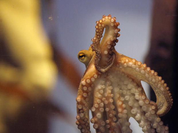O polvo Paul II é apresentado à imprensa nesta quarta-feira (3) no aquário Sea Life, na cidade alemã de Oberhausen. (Foto: Reuters)