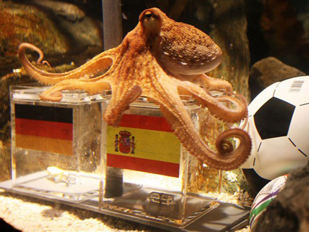O polvo Paul original durante previsão do jogo das semifinais entre Espanha e Alemanha. (Foto: AFP)