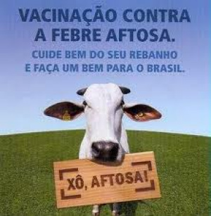 A doença é altamente contagiosa e causa importantes perdas econômicas.
