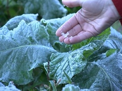 Geada formada em todo país deve prejudicar podução de hortifruti
foto - acervo