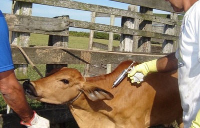 Além de provocar a morte do animal, a raiva bovina pode ser transmitida para o ser humano (Foto: Seapec/CCommons)