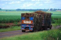 Usinas de MS produziram pelo menos 300 Megawatts de bioenergia na safra encerrada no mês passado. Foto: Eliel Oliveira