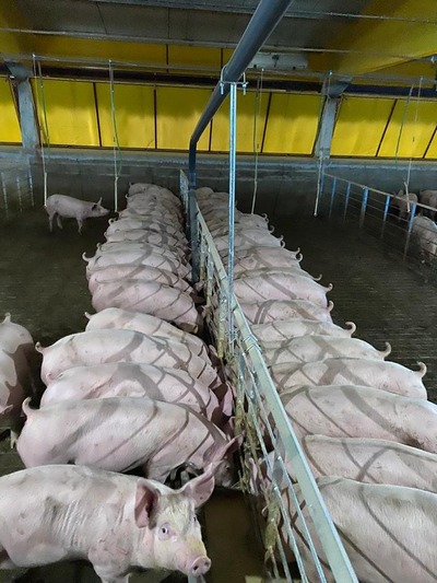 Produtores de Dourados inauguram granja pioneira no Brasil em ração líquida para suínos Produtores de Dourados inauguram granja pioneira no Brasil em ração líquida para suínos