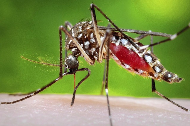 Mais de 1,1 mil cidades estão em alerta para dengue, zika e chikungunya