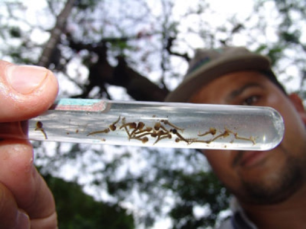 Larvas da dengue infestam bairros e centros de Dourados. foto - HEDIO FAZAN