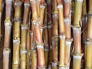 Mato Grosso do Sul é o Estado que mais cresce em produção de cana-de-açúcar (Foto : Divulgação)