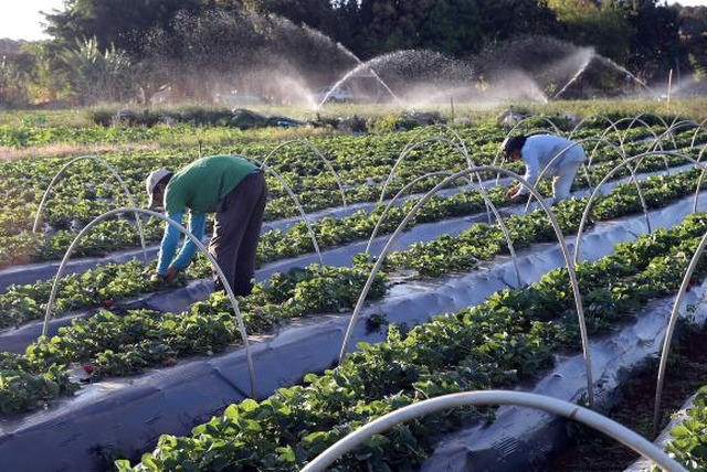 Dentre os assuntos em debate na 35ª Conferência Regional da FAO está a promoção da produção de alimentos pela agricultura familiar para gartantir segurança alimentar na América Latina e Caribe Valter Campanato/Agência Brasil