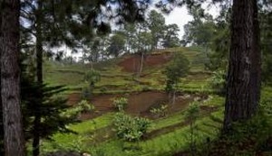 A vegetação deve ser vista como uma “recicladora” de água, diz o relatório da Unesco - Foto ONU/Logan Abassi