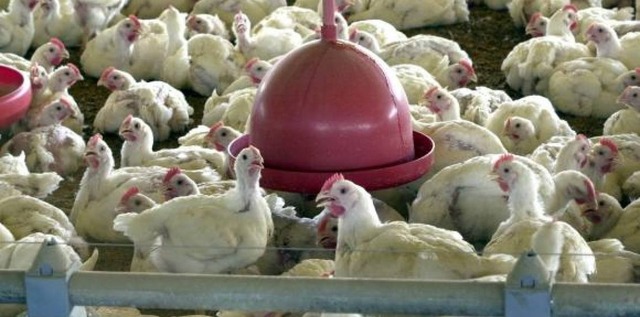 A Associação Brasileira de Proteína Animal (ABPA) destaca que o setor gera 4,1 milhões de empregos diretos e indireto no país Arquivo/Agência Brasil