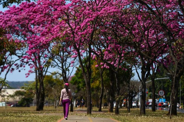 Hoje é Dia - Florada dos ipês, em Brasília. - Marcelo Camargo/Agência Brasil