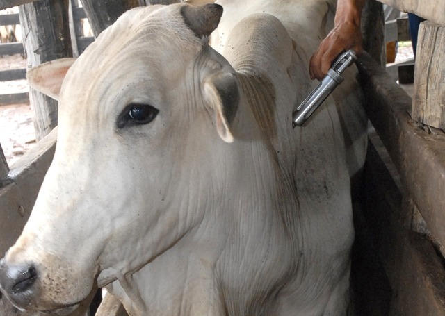 Todo o rebanho de bovinos e búfalos, de todas as idades, deverá ser vacinado no próximo mês, com exceção dos estados do Acre, Espírito Santo e Paraná, que imunizarão apenas os animais de até 24 meses. Em novembro, a maioria dos estados vacinará os animais de até 24 meses.