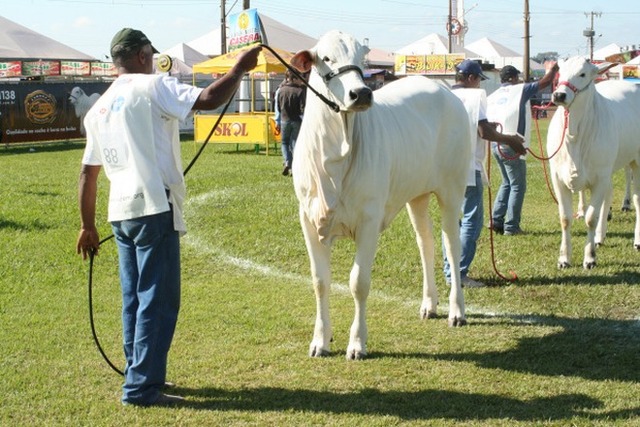 Nelore continua na vitrine da Expoagro
Foto: Aruivo