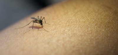 Prevenir as doenças transmitidas pelo inseto é fundamental evitar o acúmulo de água parada - Foto: Banco de Imagens