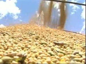 Produtividade da soja em MS foi o mais baixo da 
região Centro-Oeste, diz Conab. (Foto:TV Morena)