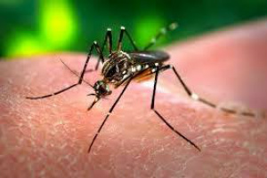 Febre Chikungunya é tema do 'Ponto de Vista'