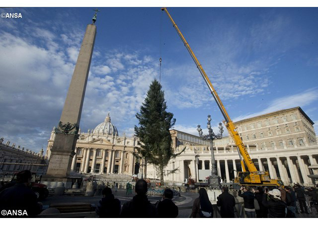 Grua posiciona abeto branco doado pela região italiana da Calábria, ao lado do oblisco, na Praça São Pedro - ANSA