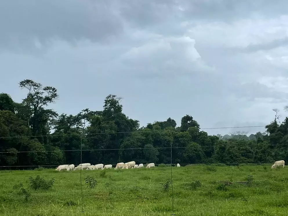 Falta de insidência de luz pode afetar pastagens - Foto: Gisele Rosso