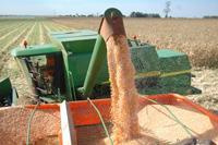 No município de Caarapó, produtores já faziam a colheita do milho no final de semana
