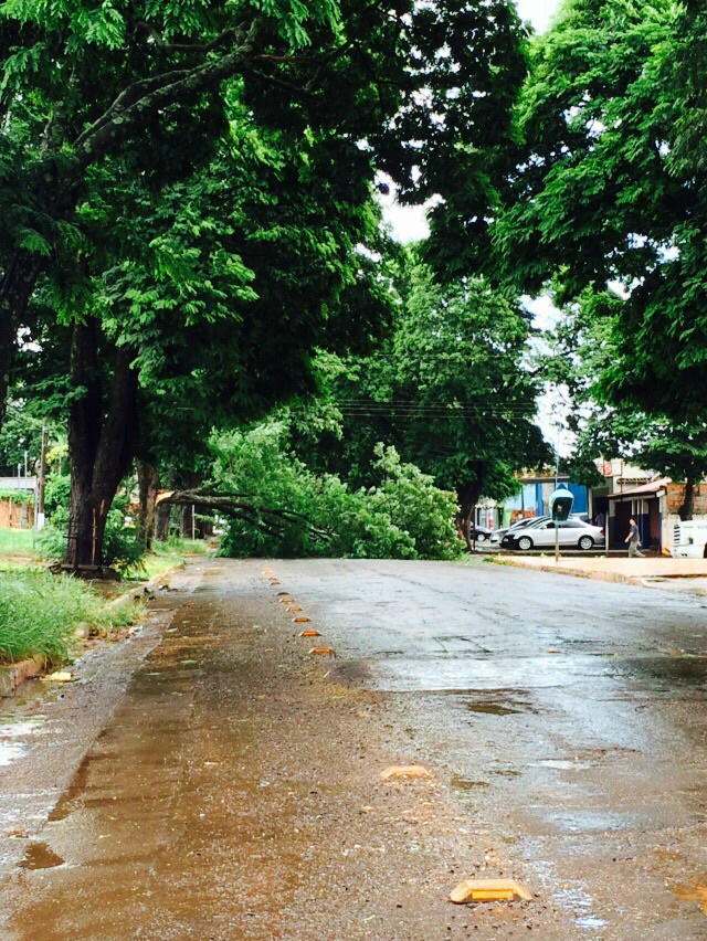 Jardim Santo André também teve árvore caída