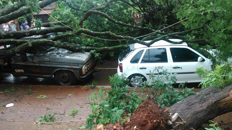 Duas árvores caíram sob veículos na Rua Eulália Pires, no Jardim Cuiabazinho. Foto: Gabriel Fernandes