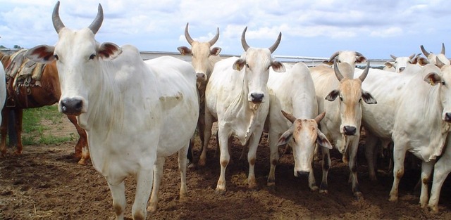 Argentina, Paraguai, Uruguai e associados do Mercosul agora contam com novas exigências zoossanitárias a serem cumpridas - Foto: Arquivo/Sec. de Agricultura de São Paulo