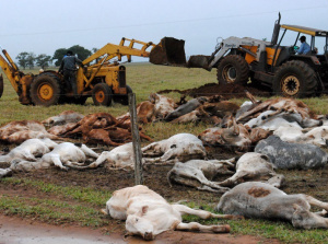 Em Caarapó 450 cabeças de gado morreram. Foto: Caarapoense.com