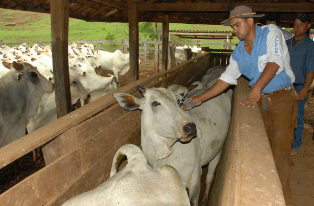 Cerca de 819 animais serão sacrificados, conforme informações da Secretaria Nacional de Sanidade do Paraguai. Vírus foi detectado em 13 cabeças de gado. Foto: Divulgação (imagem meramente ilustrativa)