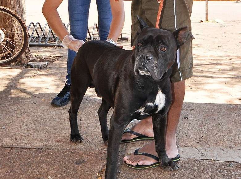 A campanha é voltada para a vacinação de cães e gatos a partir de 4 meses de idade.