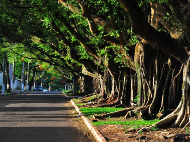 Foto de José Aparecido Frota “Vossa Excelência a Natureza”, 1º lugar 