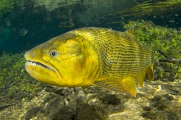 Dourado é o principal troféu dos pescadores que vêm a MS