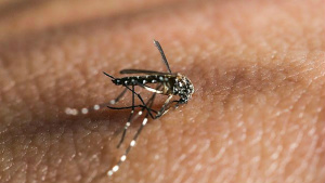 Mosquito Aedes aegypti transmite a Dengue, Febre Chikungunya e Zika Vírus (Foto: Divulgação)