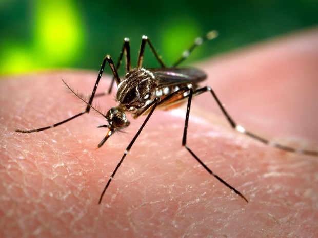 Notificações de dengue "explodem" em MS e já são mais de 14 mil casos
