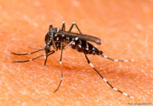 Agente de saúde mostra larvas do mosquito Aedes aegypti