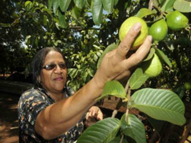 Maria Pereira Alves colhe as goiabas, matéria-prima do doce famoso