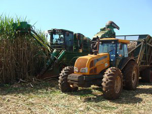 Produção de cana cresceu 1% em MS na última
safra, diz Biosul (Foto: Anderson Viegas/G1 MS)