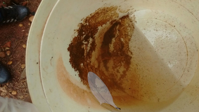 Foto: Divulgação

 

 

Legenda: Mutirão encontrou criadouro do mosquito em vários locais da região oeste; mutirão de combate continua ininterruptamente
