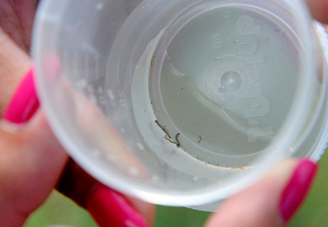 Em época de chuva, o ambiente fica propício ao aparecimento do mosquito causador da dengue. Foto: divulgação