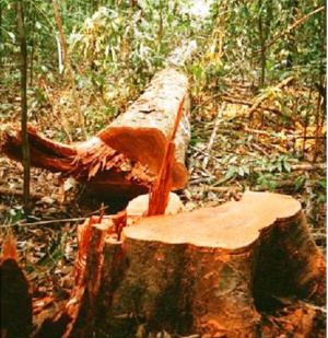 O desmatamento da Amazônia caiu 49% entre agosto de 2009 e junho deste ano na comparação anual