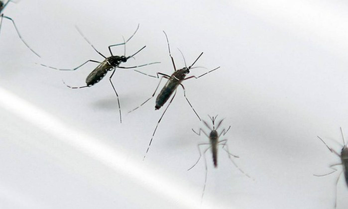 O mosquito Aedes aegypti é transmissor do vírus zika e da dengue - Divulgação