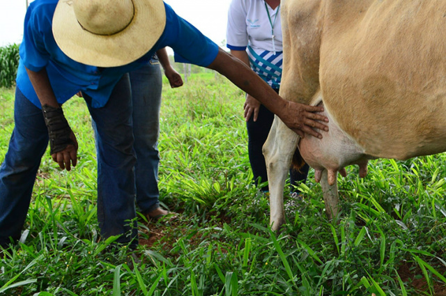 Valor do leite teve alta de mais de 24% em MS - Foto: Famasul/Divulgação
