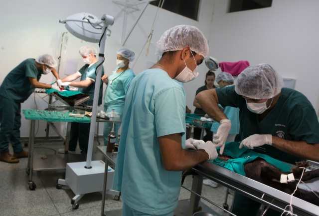 Acadêmicos de Medicina Veterinária da UNIGRAN têm a prática na área cirúrgica durante a graduação
