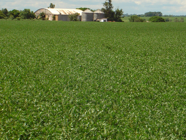 Area com plantação de soja Maracaju/MS