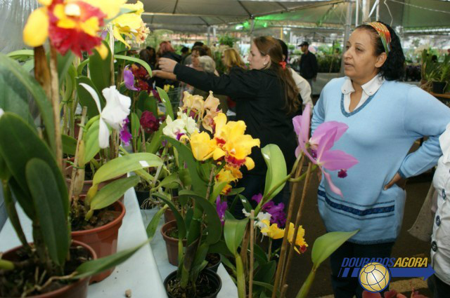 Exposição começa dia 1º e vai até o dia 11 de novembro no Parque dos Ipês (Foto: Arquivo)
