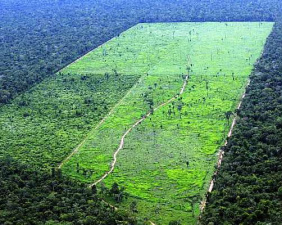 Pelas metas, o desmatamento na Amazônia Legal terá de cair para 5.000 km2 até 2017


